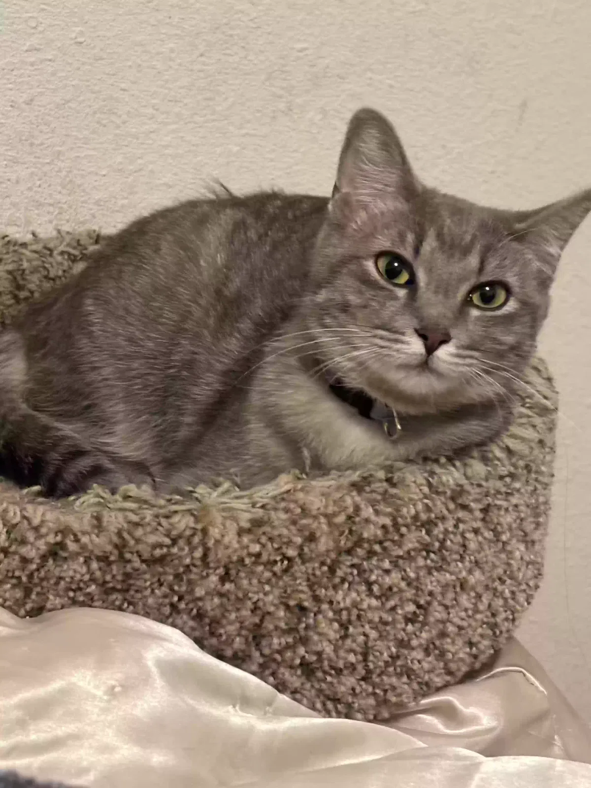 Lost cat in Albuquerque, NM, 87114