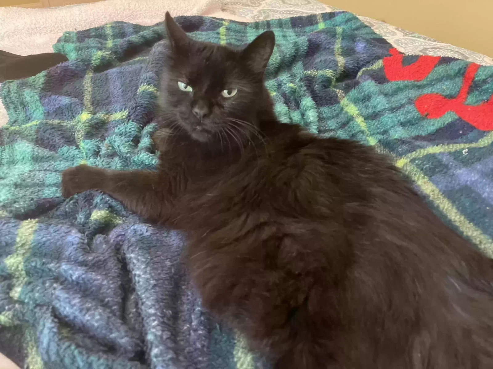 Lost cat in Iron Station, NC, 28080