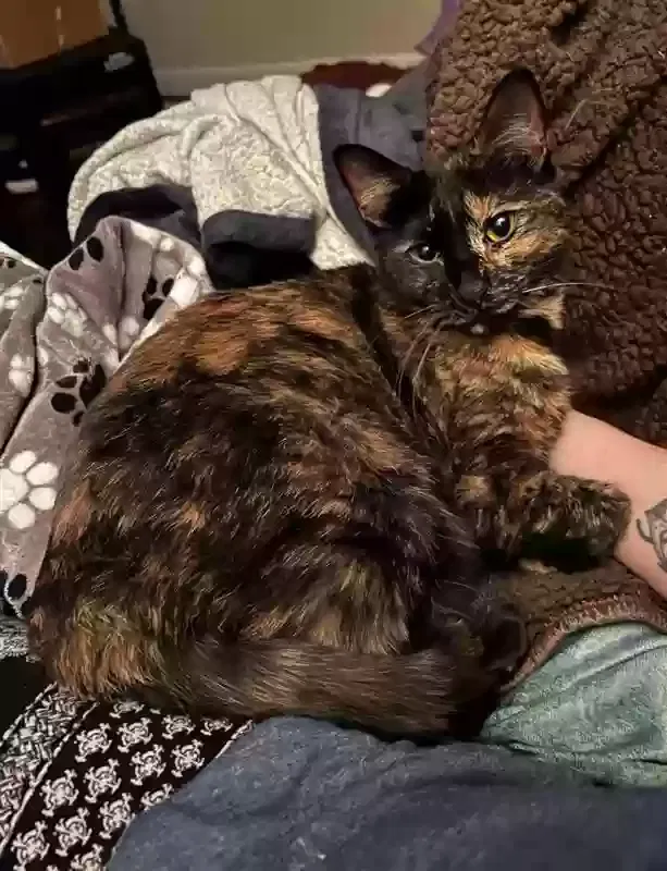Lost cat in Winston Salem, NC, 27103