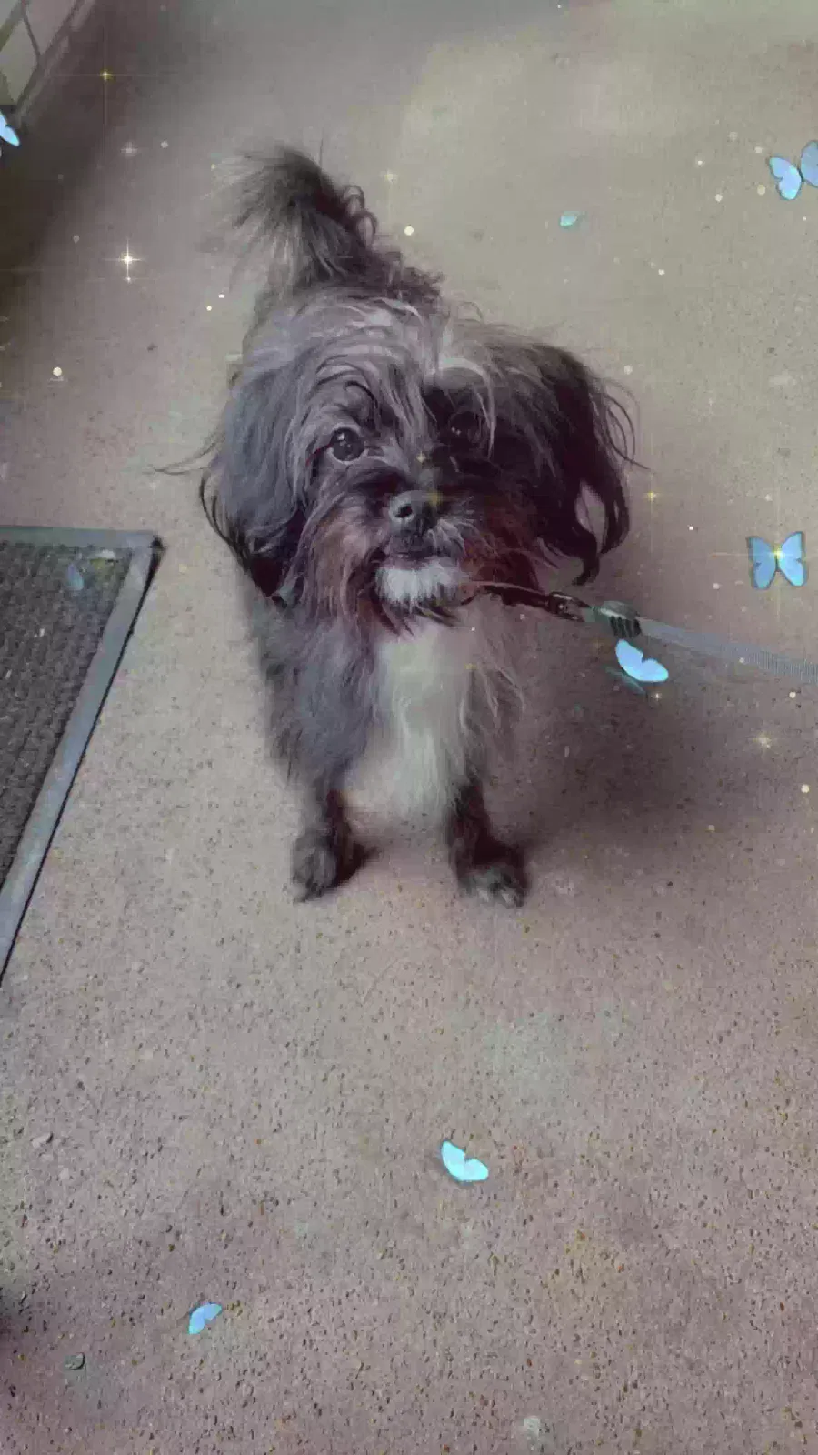 Lost dog in Saint Louis, MO, 63111