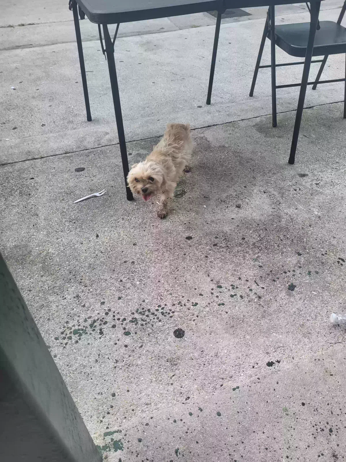 Lost dog in Fort Lauderdale, FL, 33311