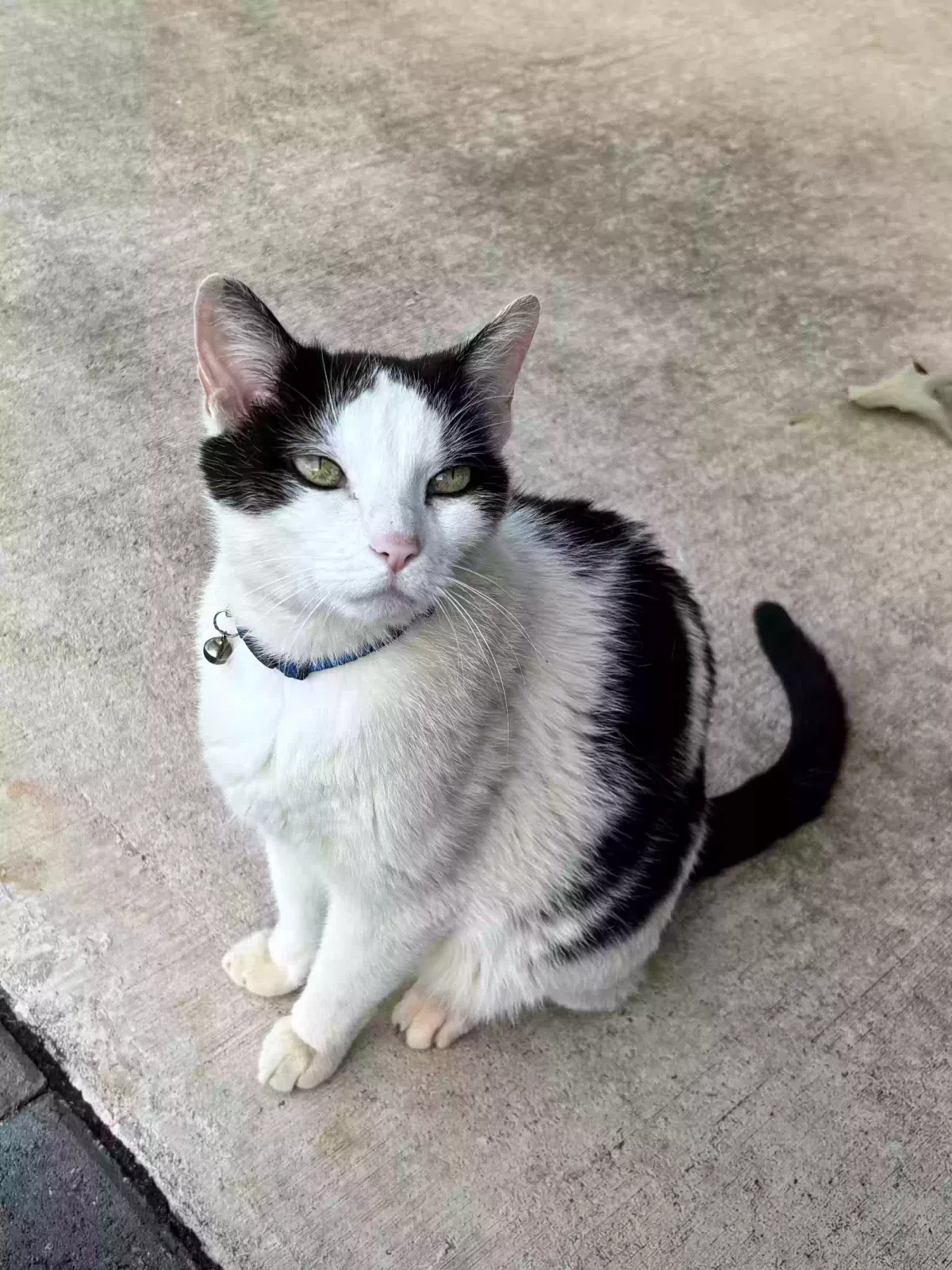 Lost cat in New Hope, AL, 35760