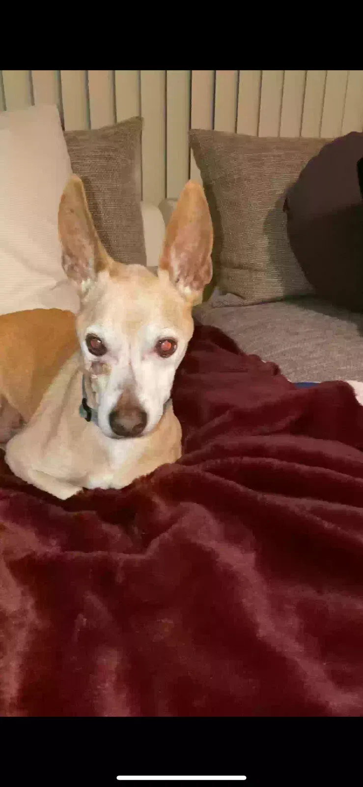 Lost dog in Naples, FL, 34116