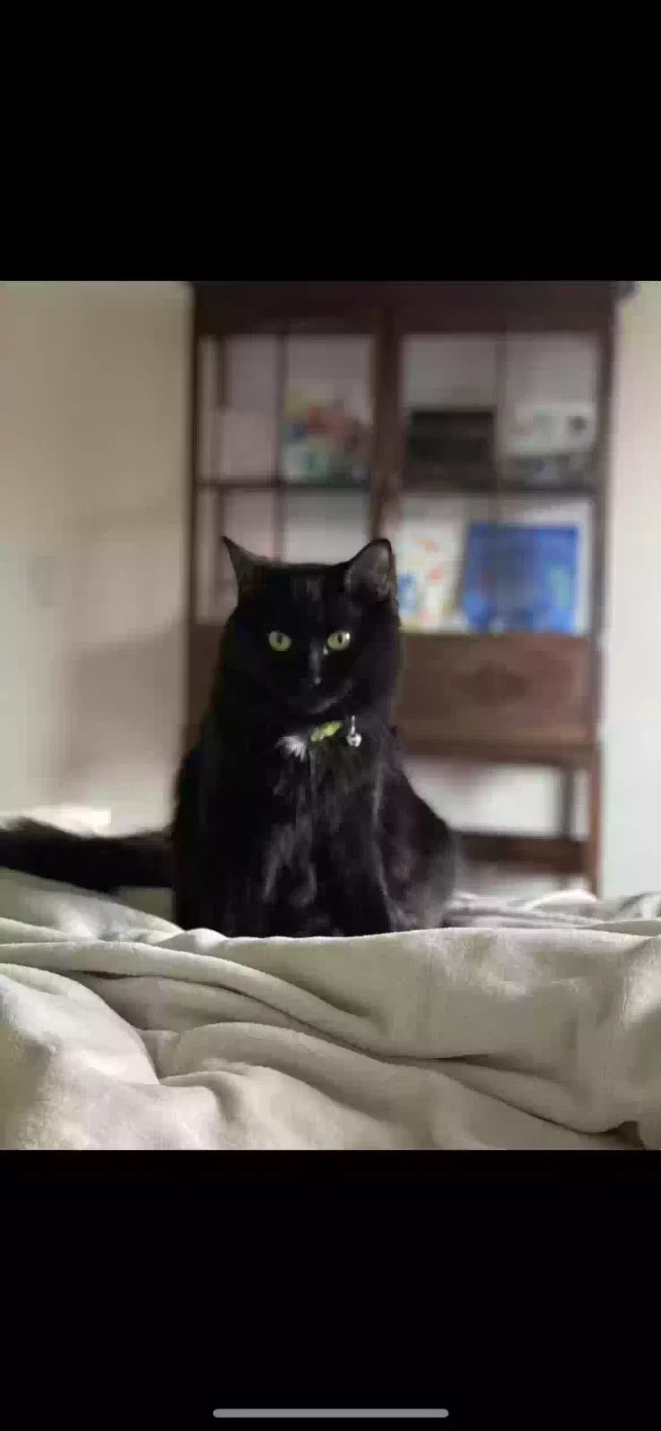 Lost cat in Vancouver, WA, 98682
