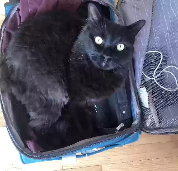 Lost cat in Chicago, IL, 60641