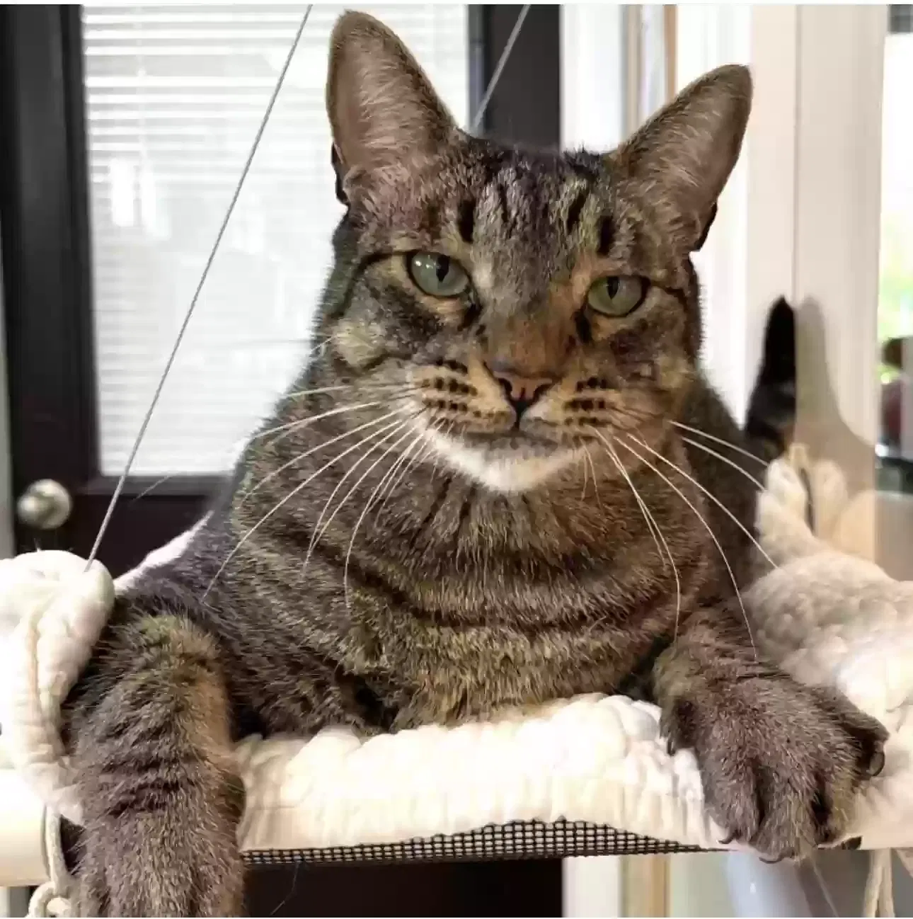 Lost cat in Fort Myers, FL, 33913