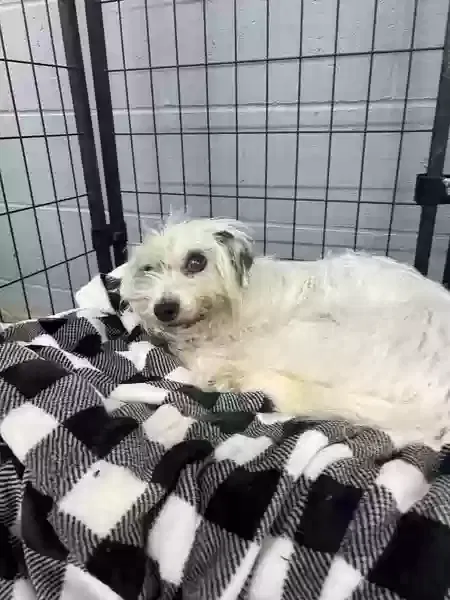 Found dog in Robards, KY, 42452