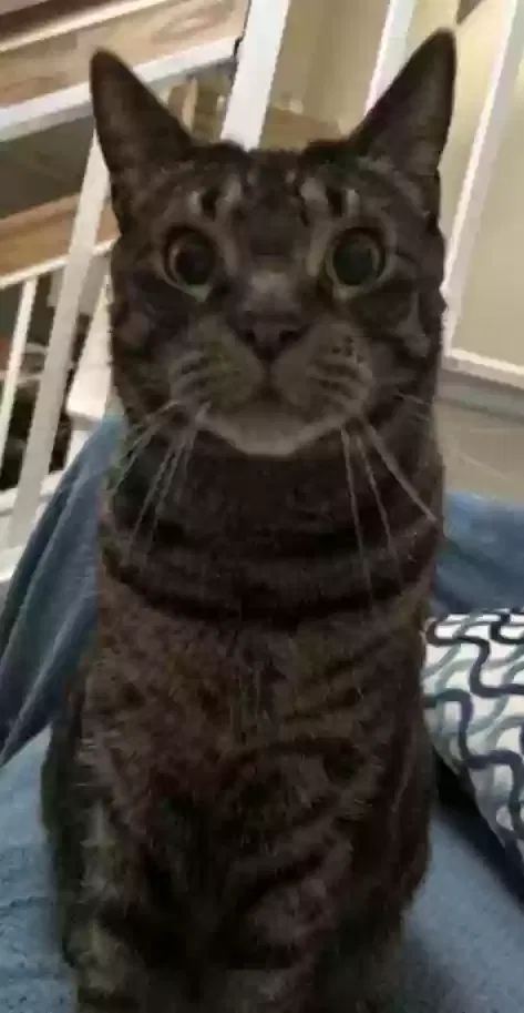 Lost cat in Boca Raton, FL, 33433