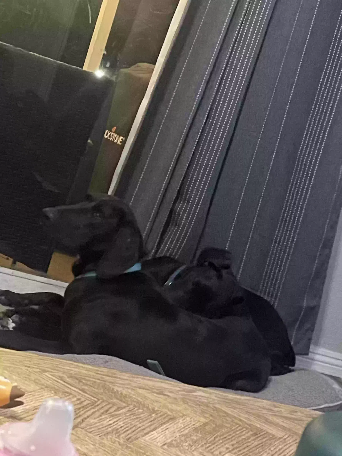 Found dog in Riverside, CA, 92508