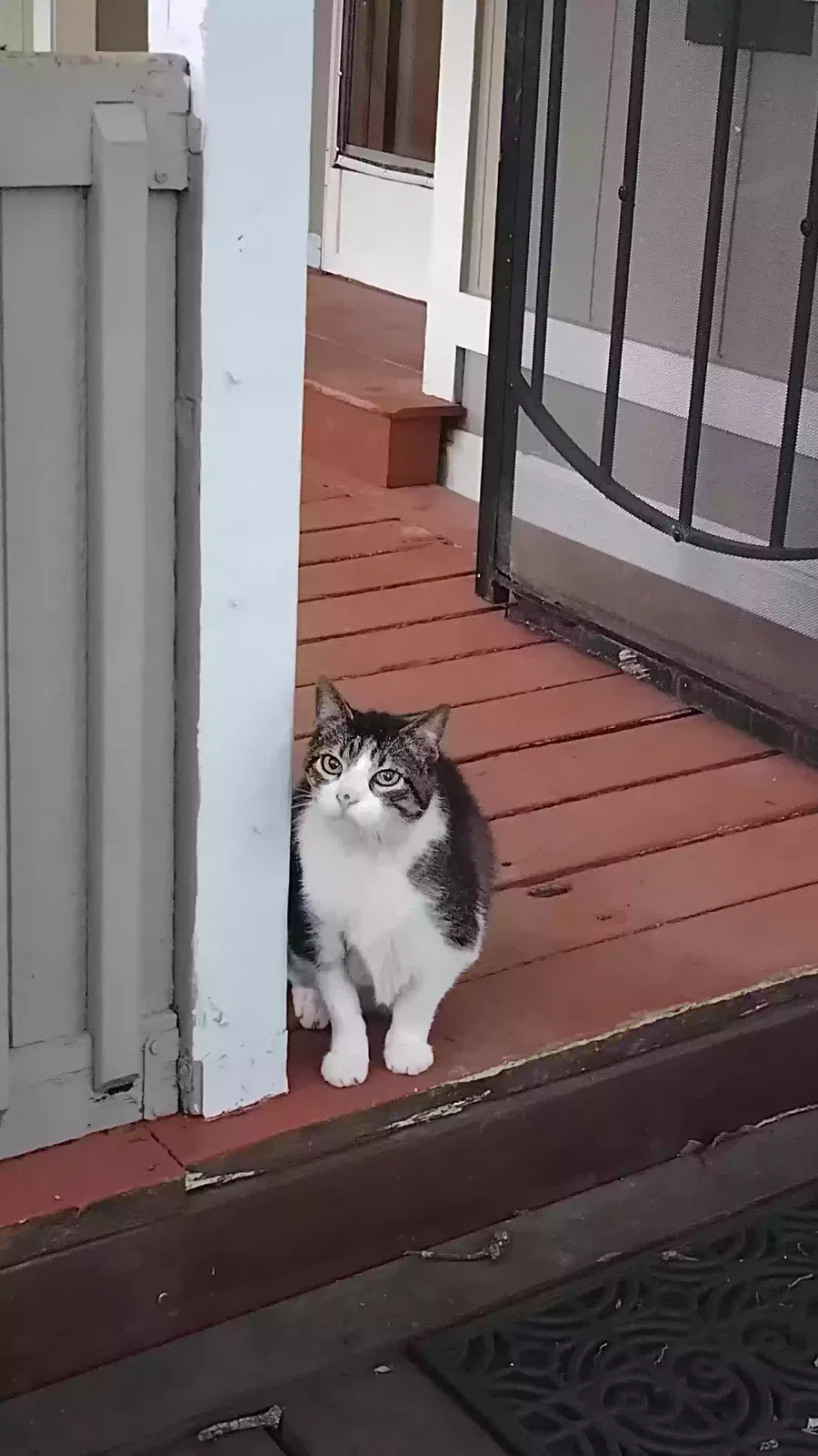 Lost cat in Denton, TX, 76210