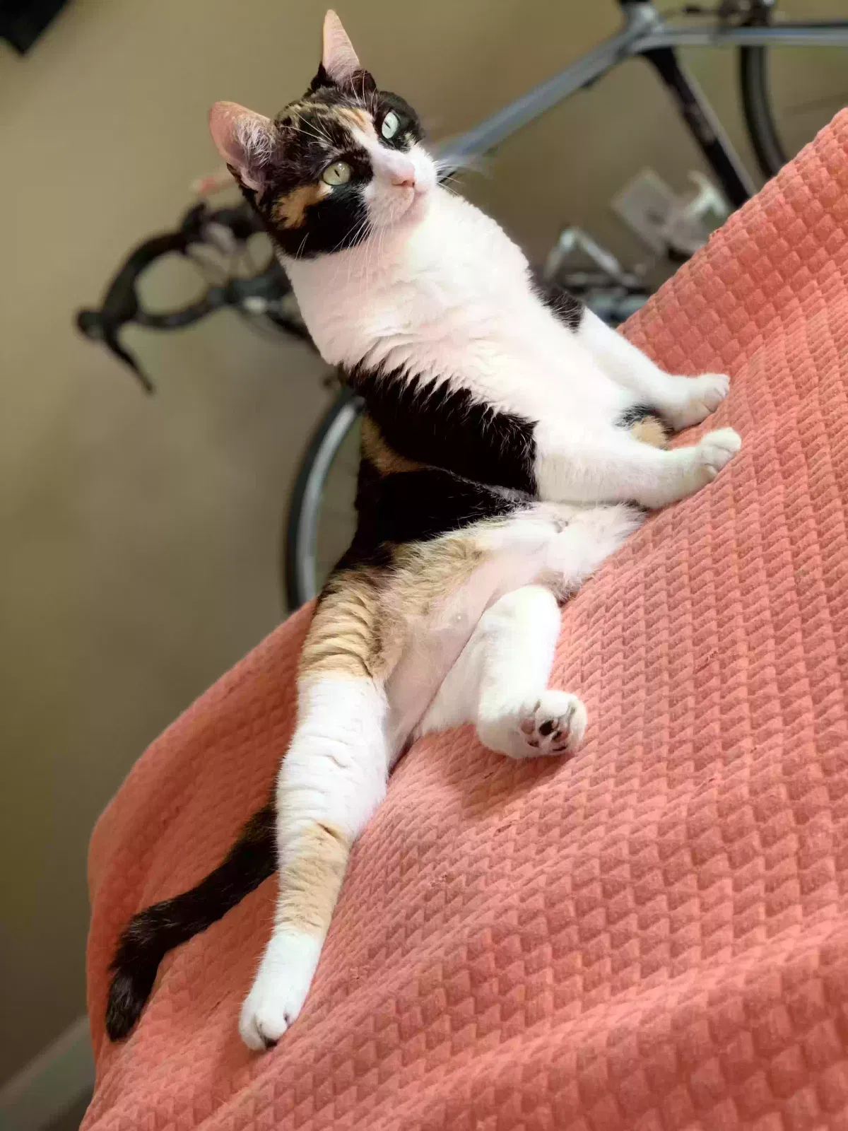 Lost cat in Windermere, FL, 34786