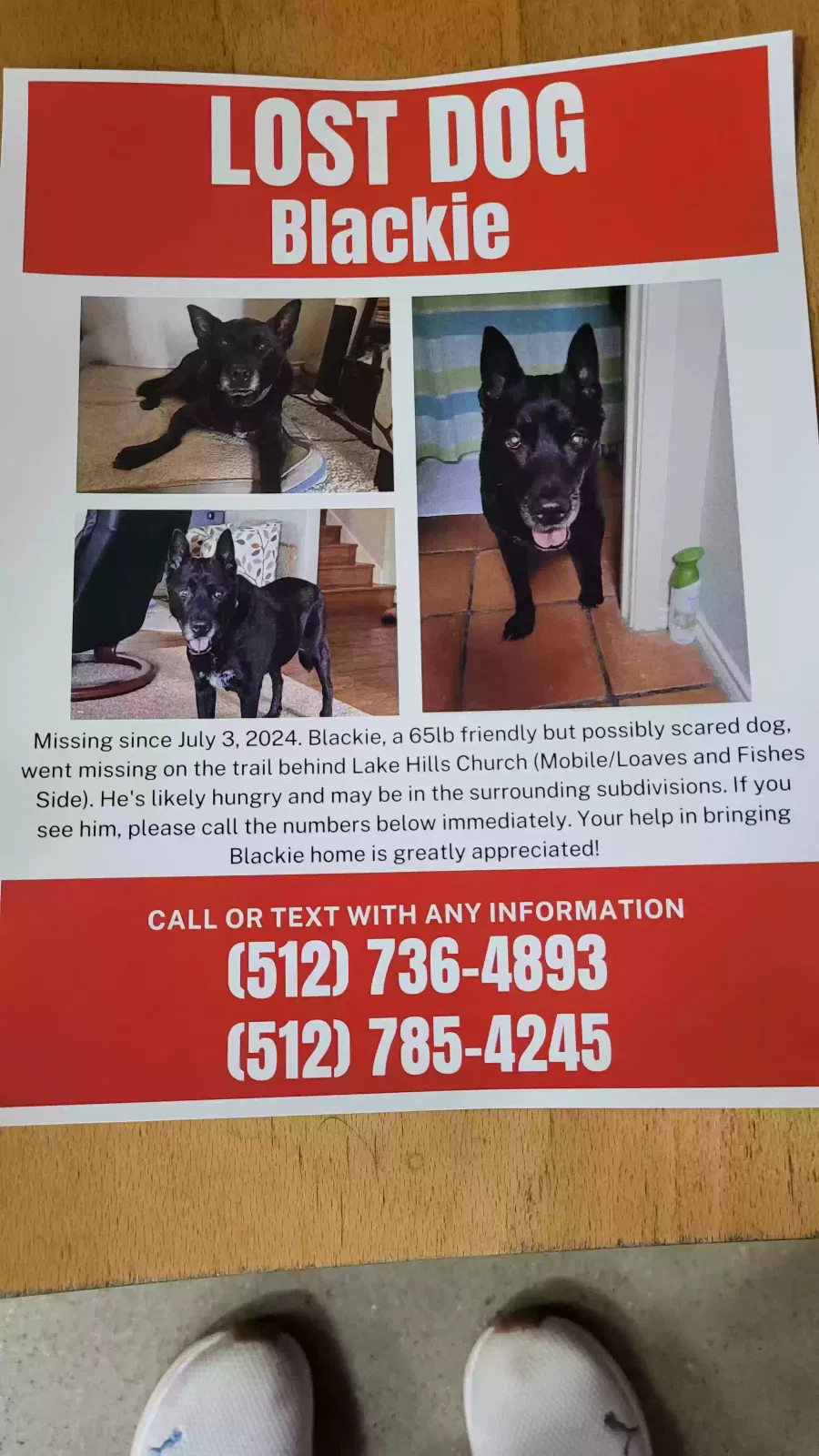 Lost dog in Austin, TX, 78738