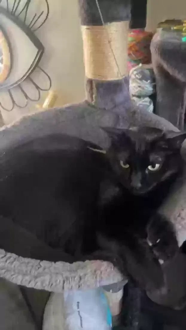 Lost cat in Covina, CA, 91724