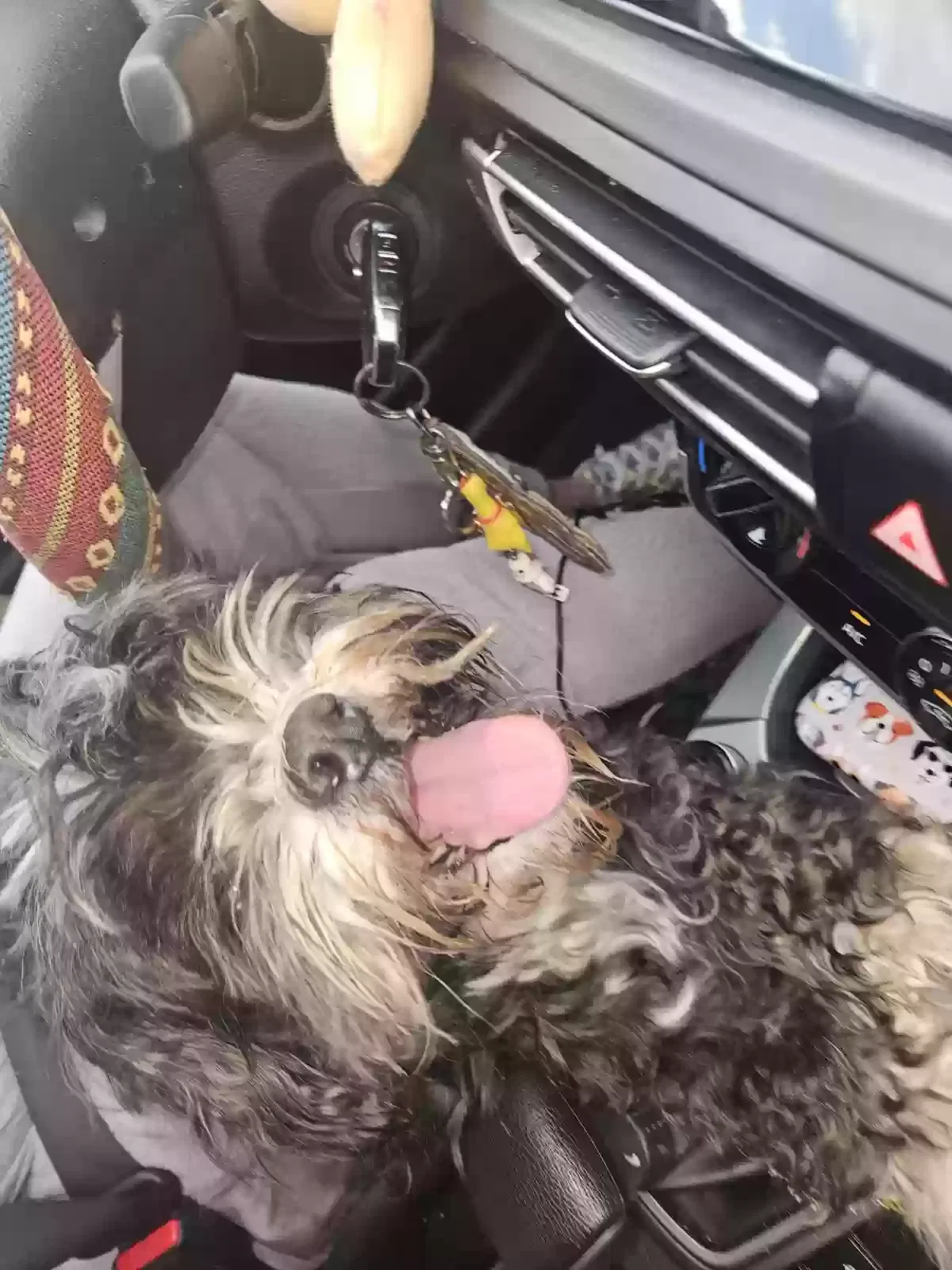 Found dog in Saint Paul, MN, 55124