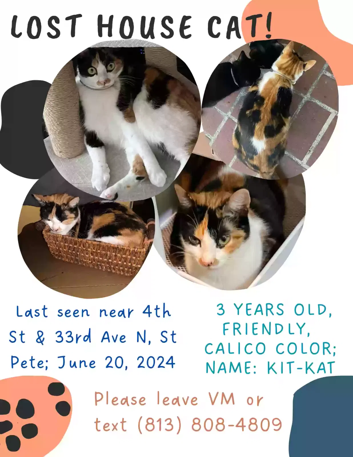 Lost cat in Saint Petersburg, FL, 33704