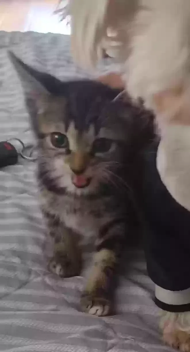 Found cat in Lake Worth, FL, 33460