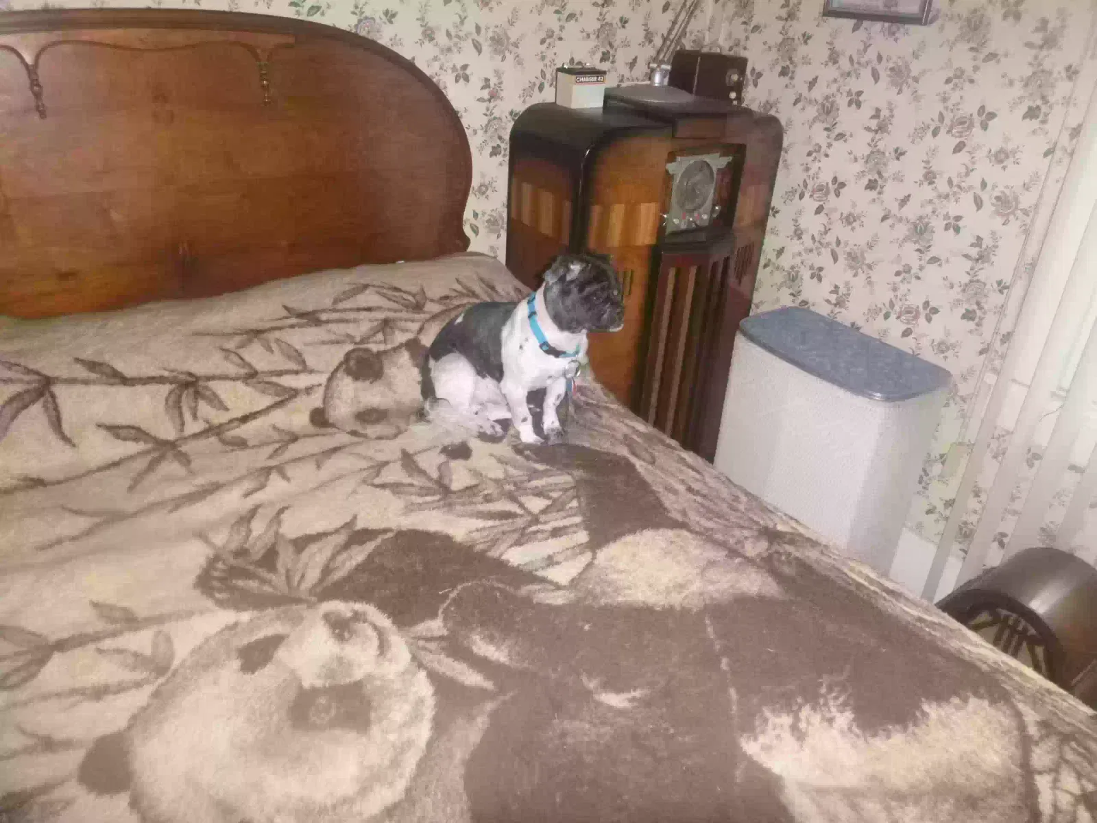 Lost dog in Pittsburgh, PA, 15216