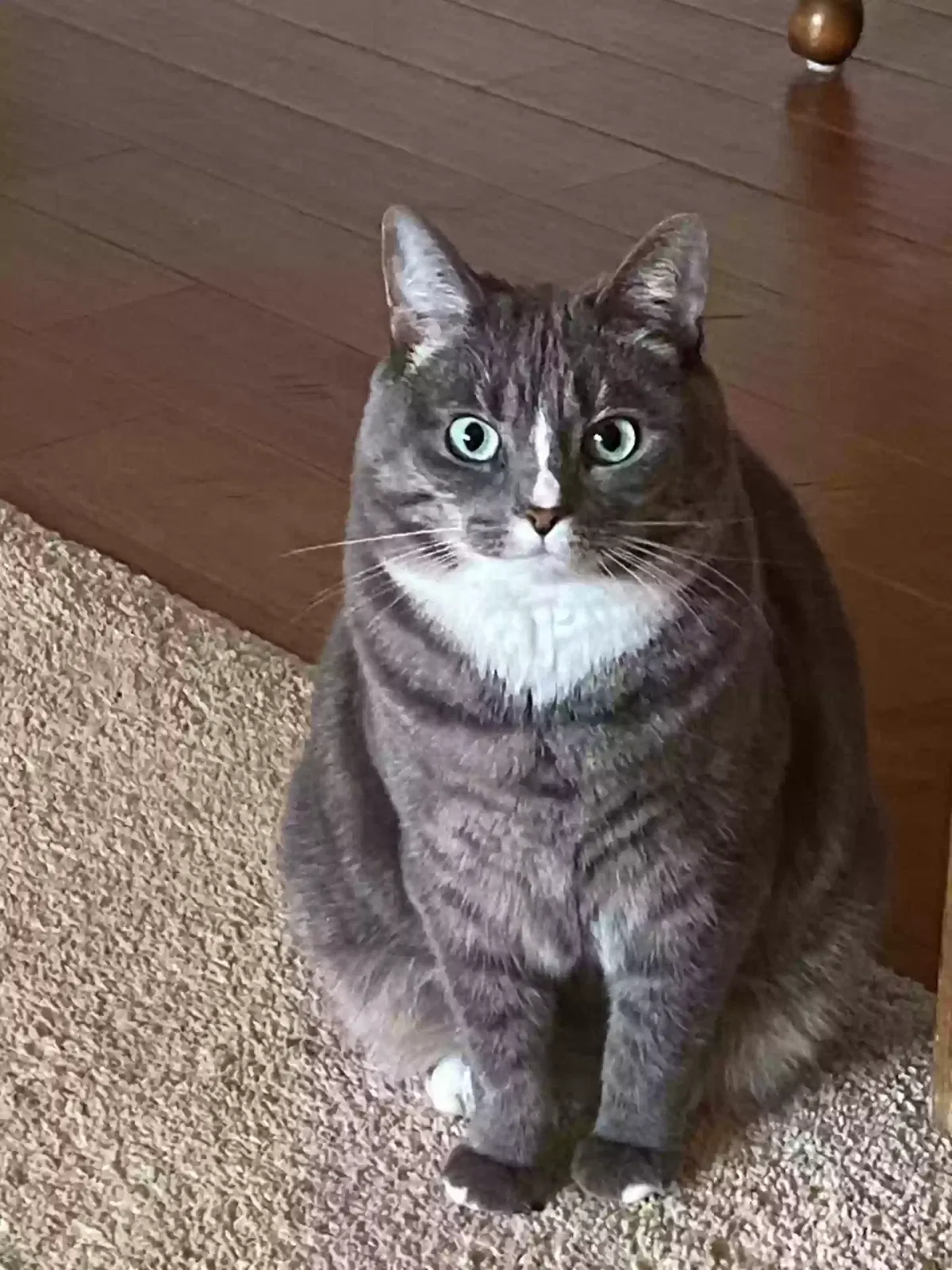 Lost cat in Ephrata, PA, 17522