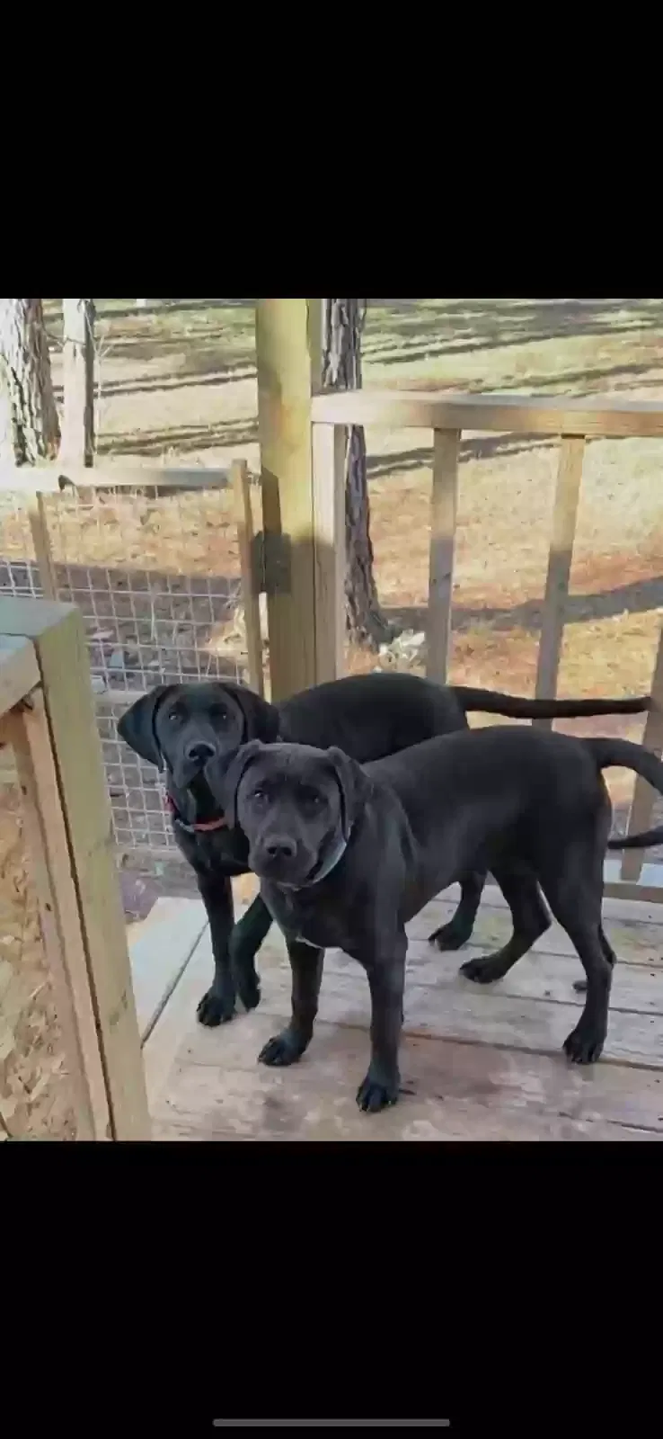 Lost dog in Toney, AL, 35773