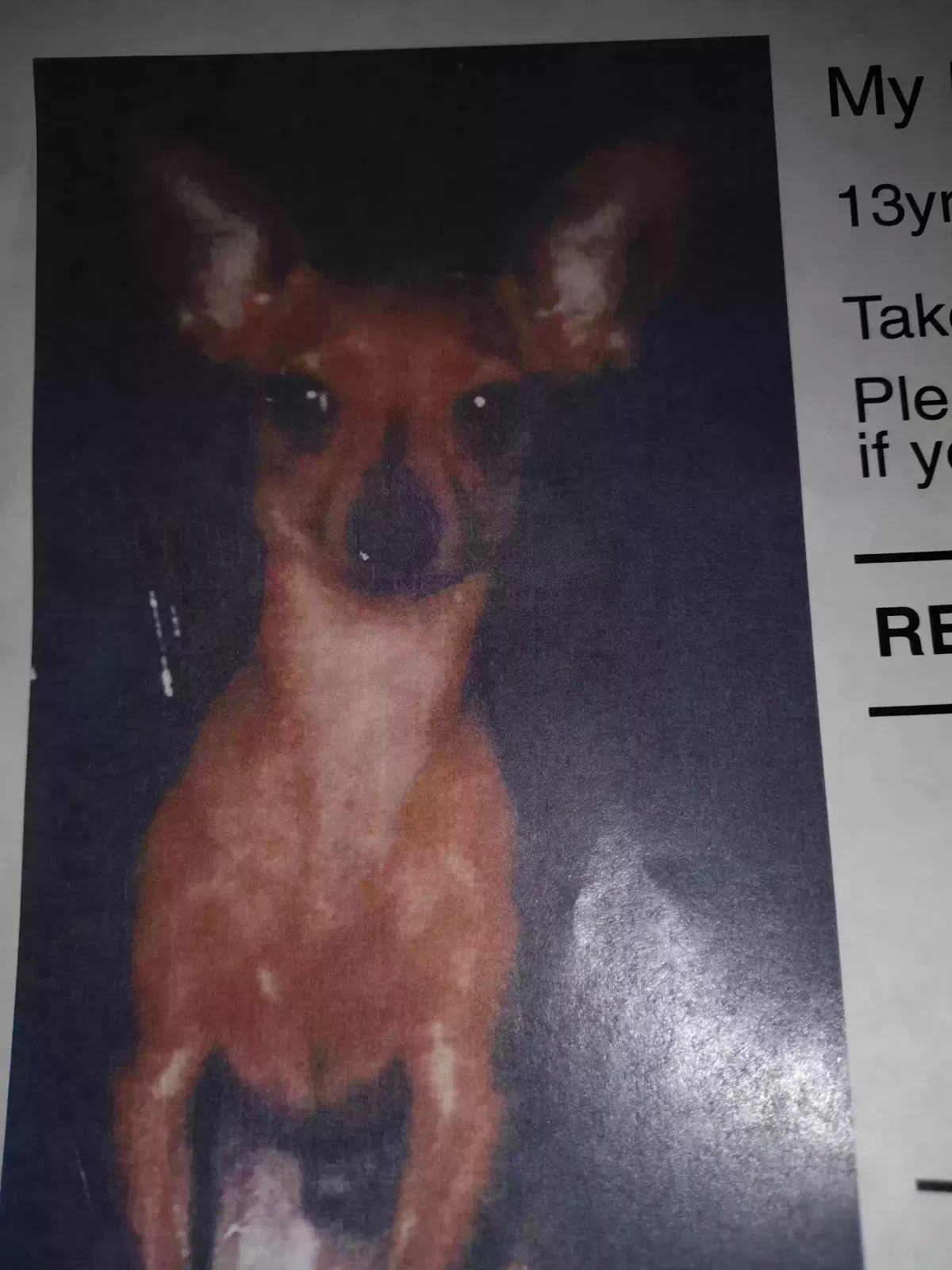 Lost dog in Happy Valley, OR, 97086