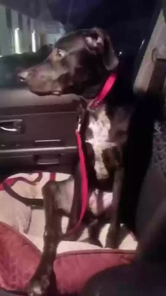 Lost dog in North Richland Hills, TX, 76180