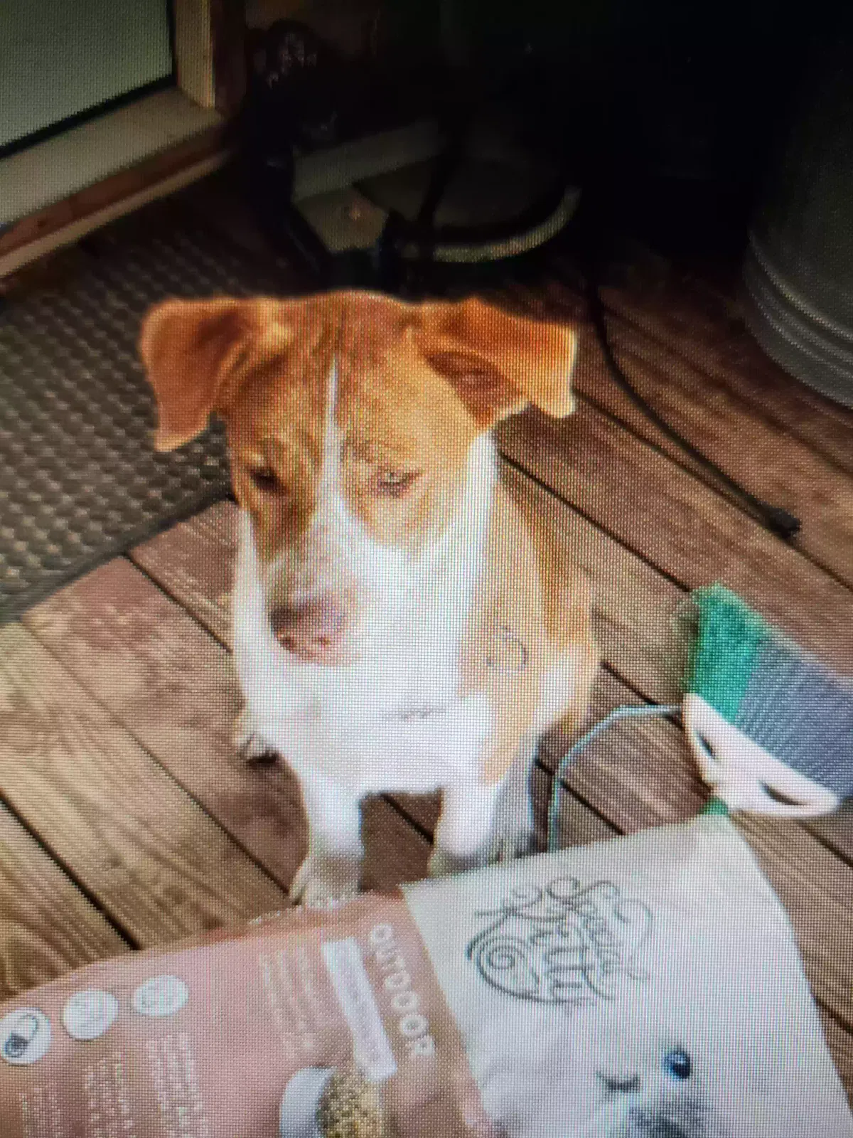 Lost dog in Cross Plains, TX, 76443