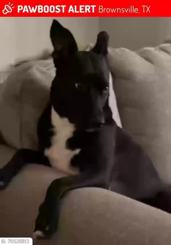 Lost dog in Brownsville, TX, 78521