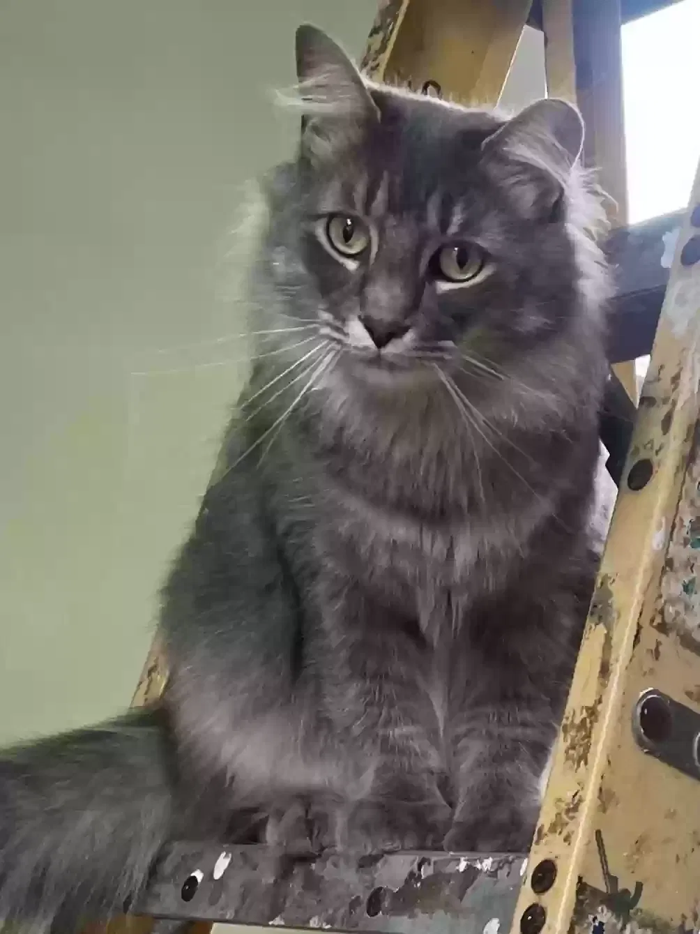 Lost cat in Mechanicsburg, PA, 17055