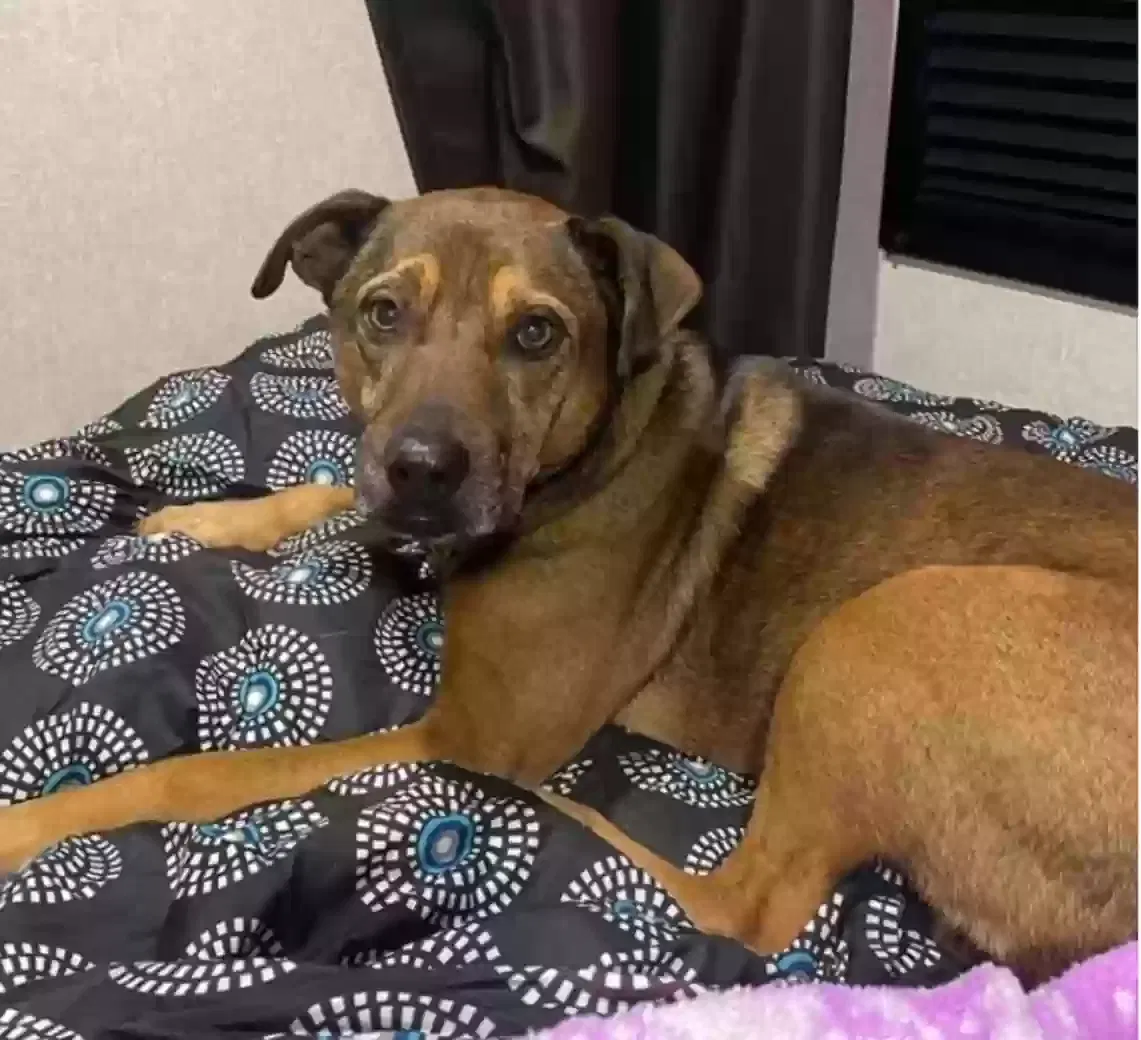 Lost dog in Foley, AL, 36535