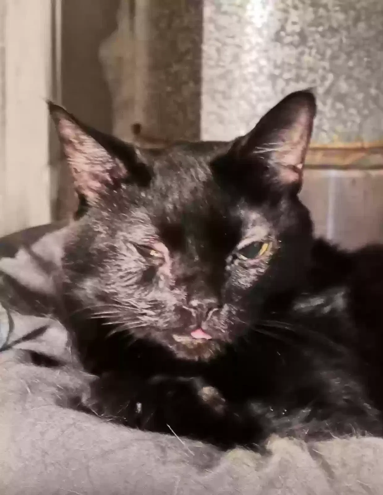 Lost cat in Bronx, NY, 10453