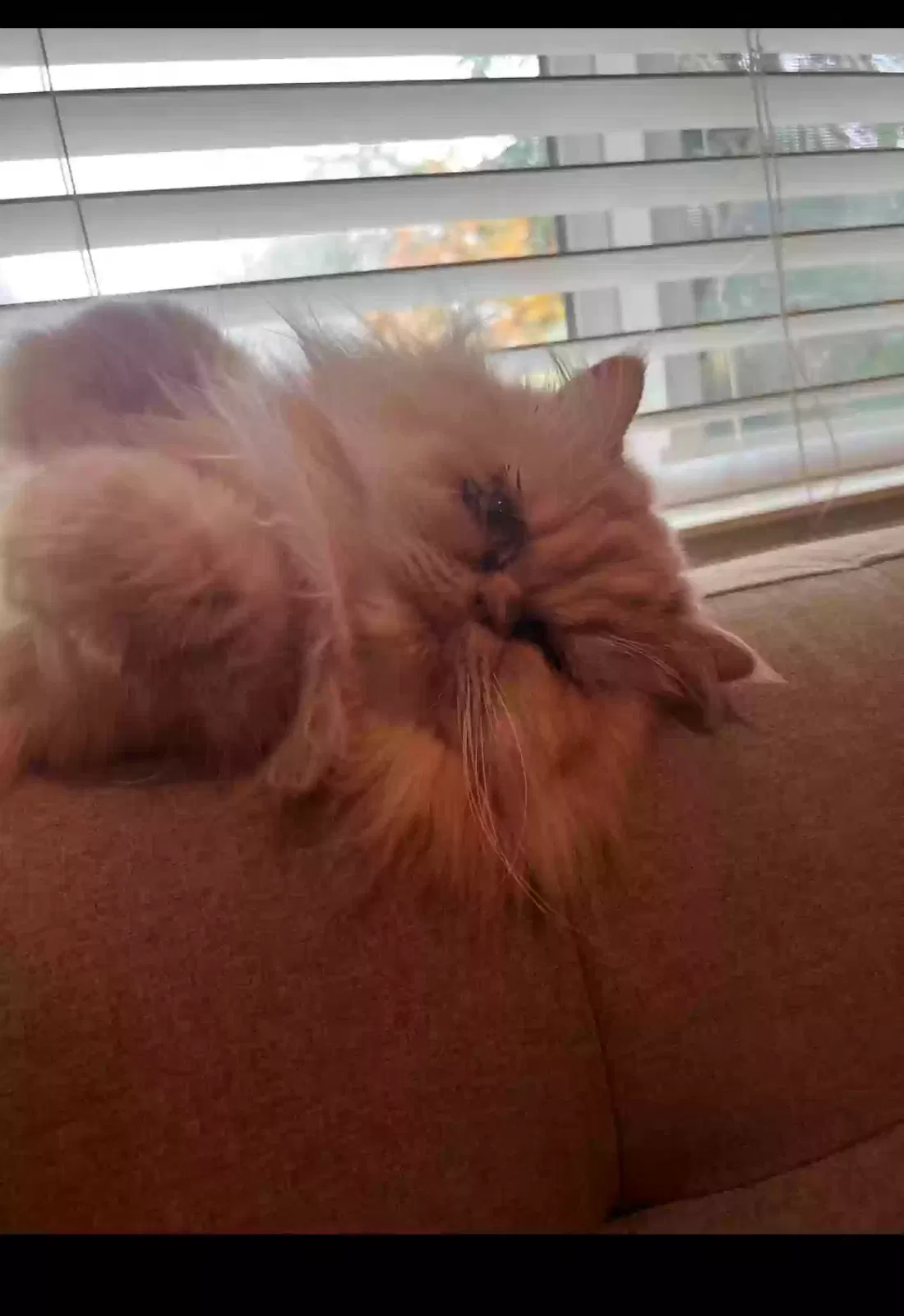 Lost cat in Portland, OR, 97213