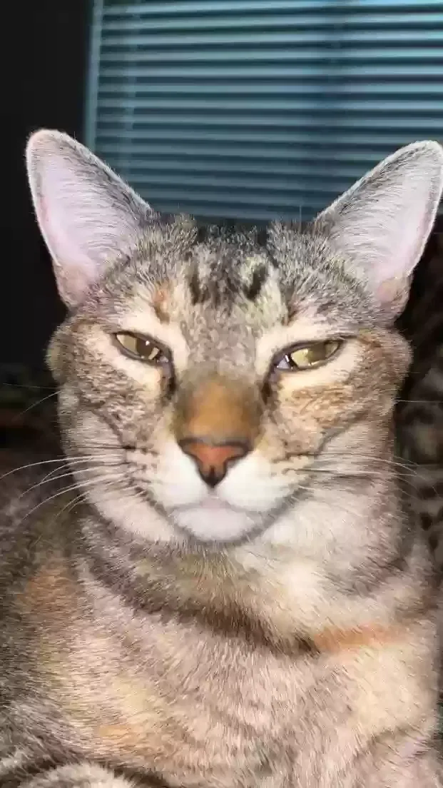 Lost cat in Rio Rancho, NM, 87144