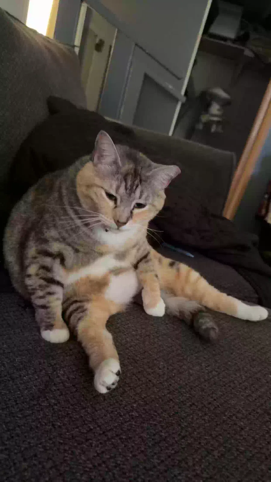 Lost cat in Crystal River, FL, 34428