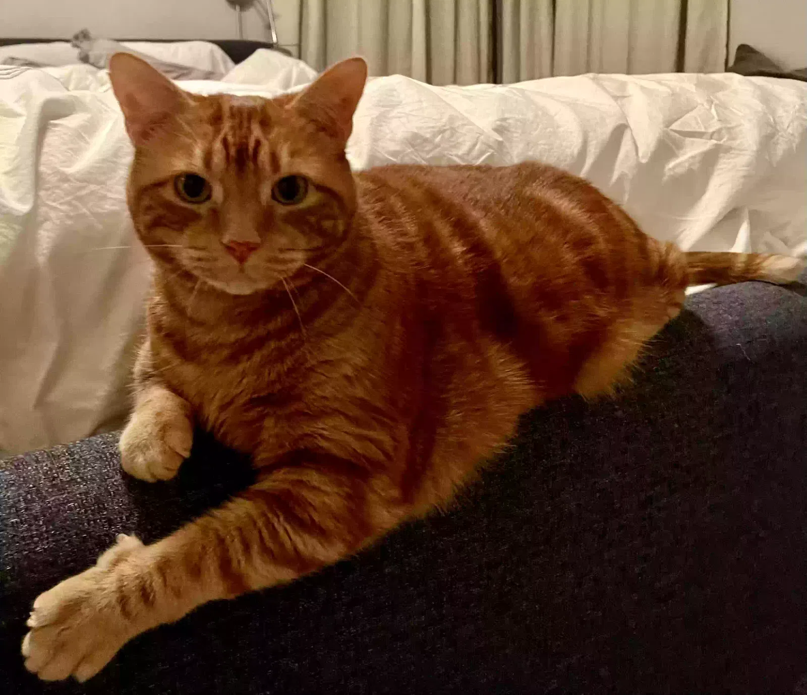 Lost cat in Sterling, VA, 20165