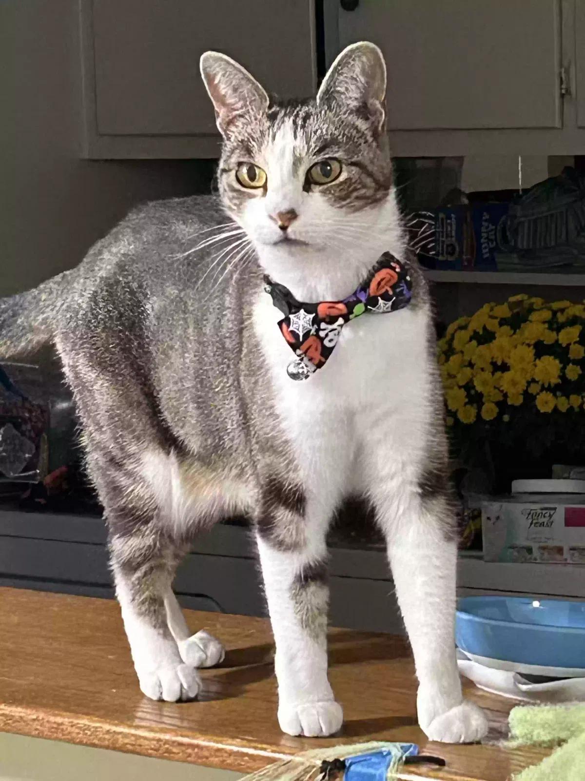 Lost cat in Oceanside, CA, 92056