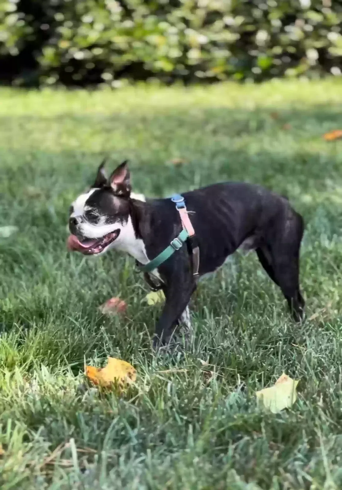 Lost dog in Zebulon, NC, 27597