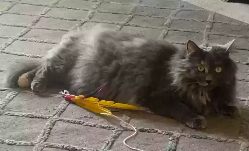 Lost cat in Novato, CA, 94947