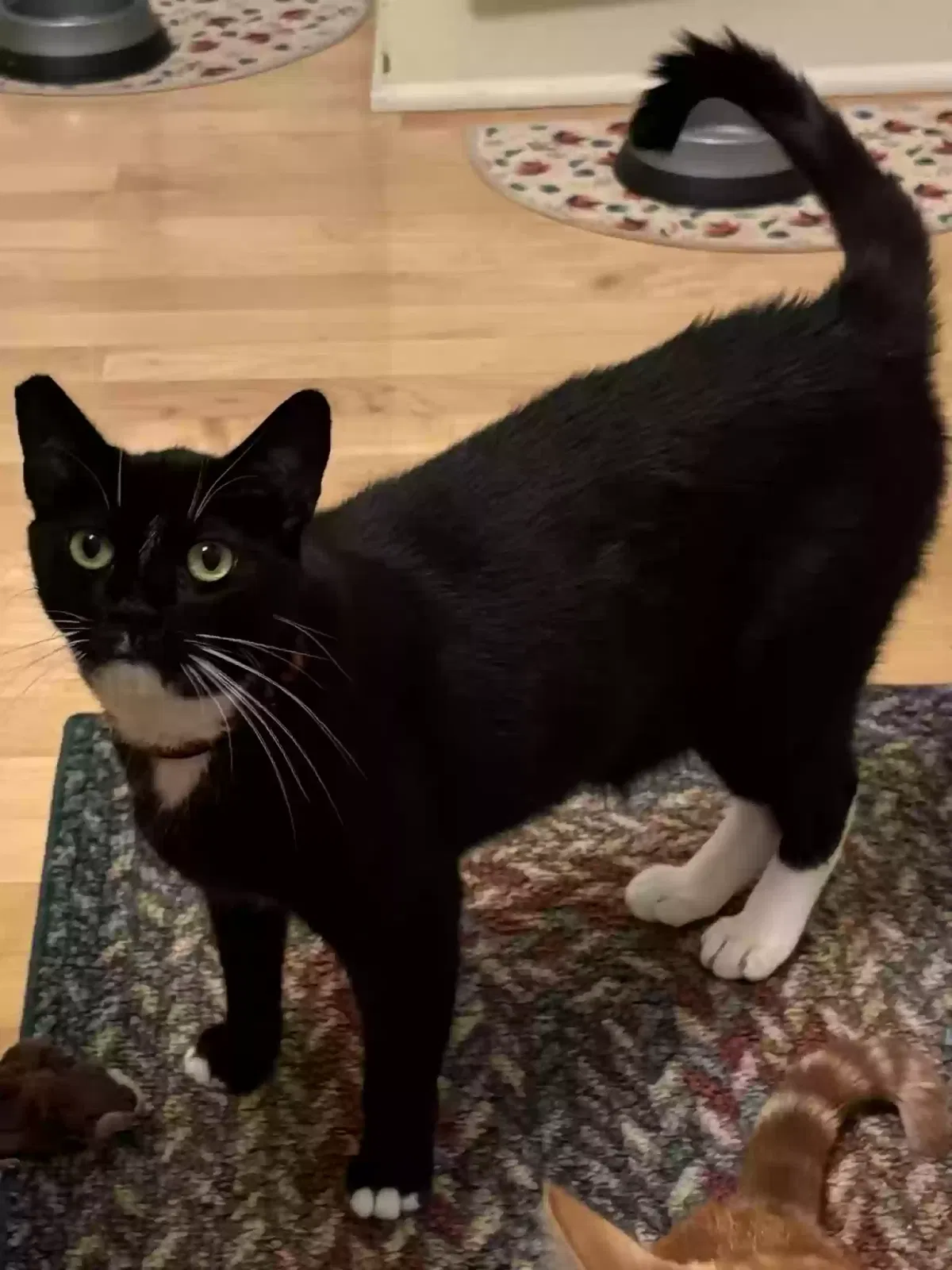 Lost cat in Pasadena, CA, 91104