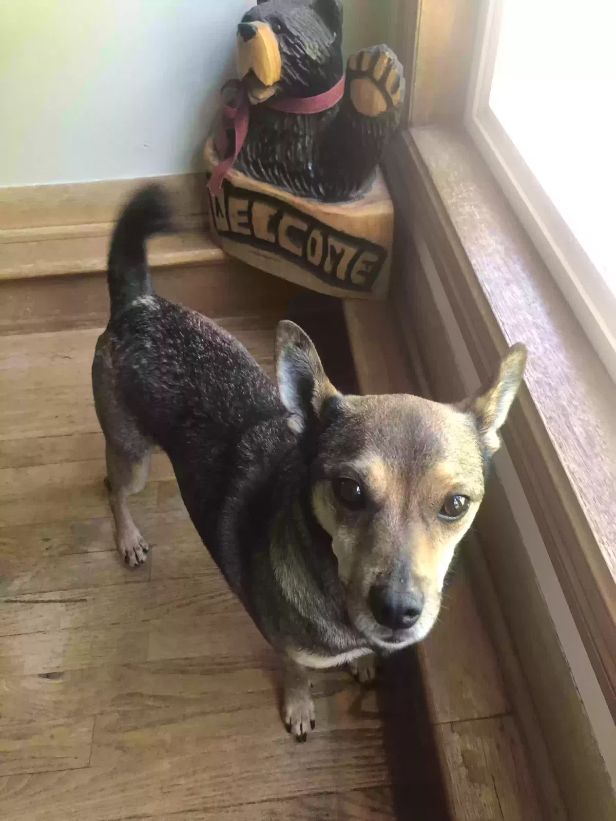 Lost dog in Olympia, WA, 98501