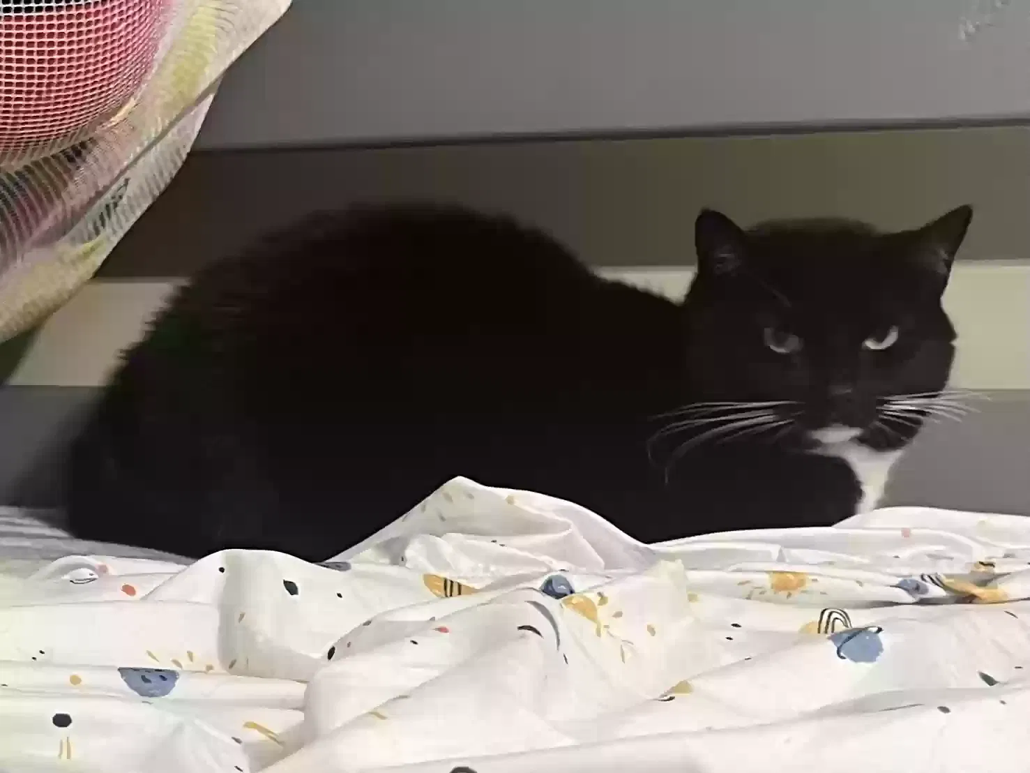 Lost cat in Fayetteville, NC, 28303