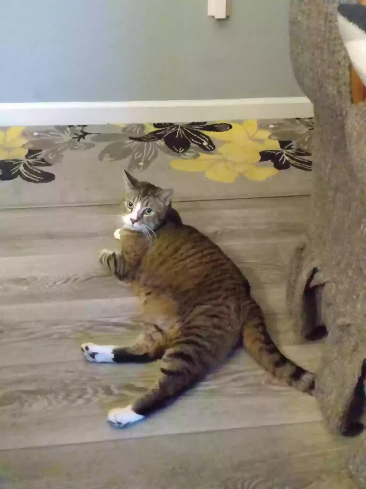 Lost cat in Stevens, PA, 17578