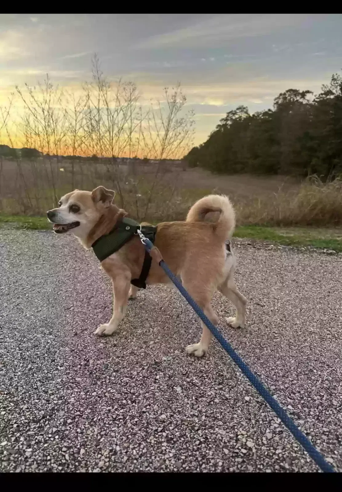 Lost dog in Houston, TX, 77015