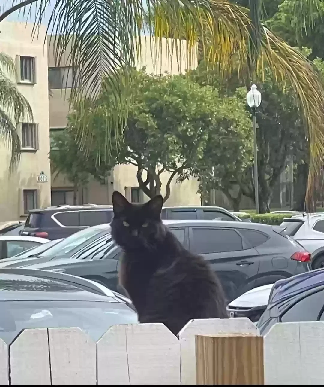 Lost cat in Miami, FL, 33173