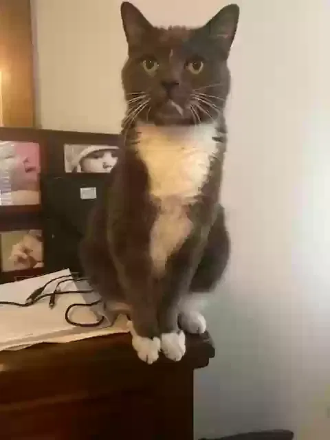 Lost cat in Las Vegas, NV, 89178