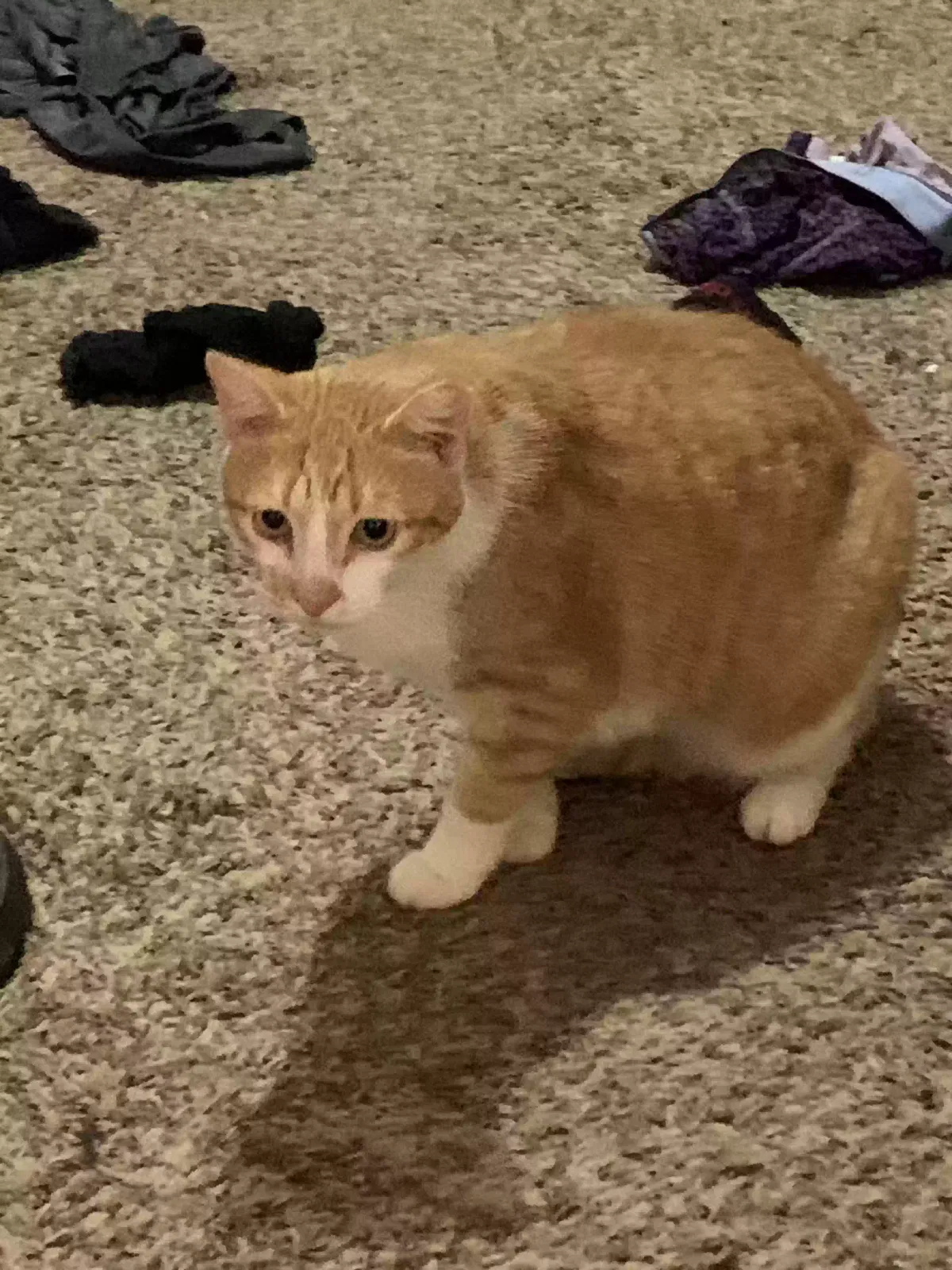 Lost cat in Greensboro, NC, 27410