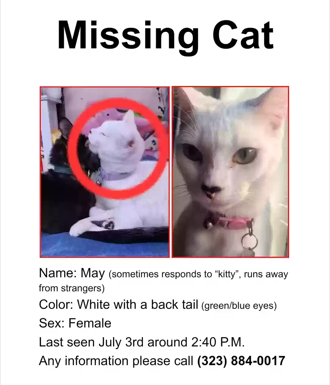 Lost cat in Los Angeles, CA, 90011