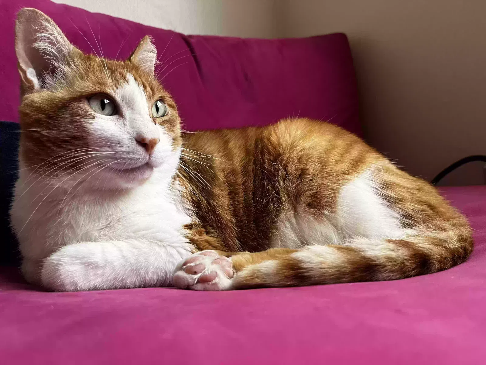 Lost cat in Knoxville, TN, 37920