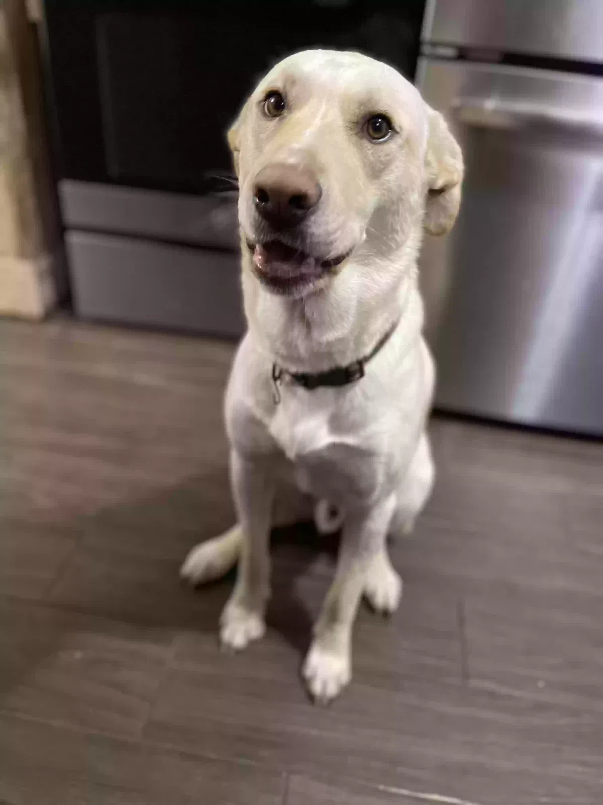 Lost dog in Louisville, KY, 40258