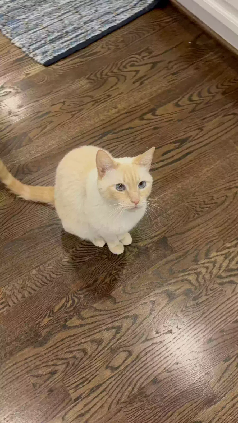 Lost cat in Buford, GA, 30518