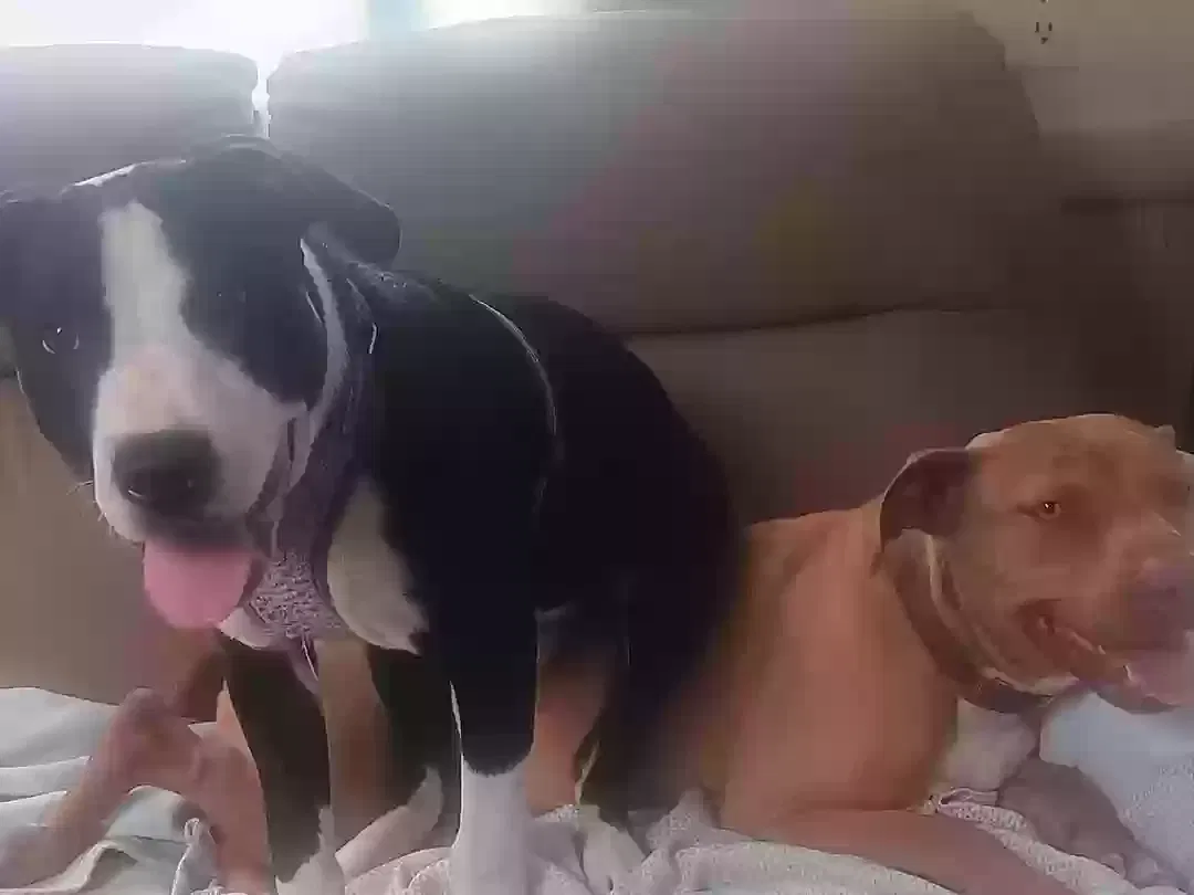 Lost dog in Gallipolis, OH, 45631